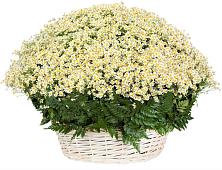 Цветочная композиция из Ромашки в корзине #REPLACE_PRED# Нарышкино